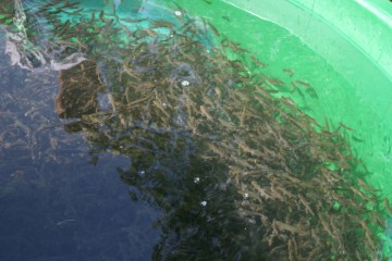 Bassins%20circulaire